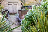 Frosted leaves of Melianthus major and Phormiums in The Summerhouse Garden at Wollerton Old Hall Garden, Shropshire 