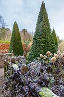 Clipped yew pyramids 'Taxus baccata', at the entrance to The Yew Walk at Wollerton Old Hall Garden, Shropshire 