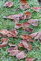 Fallen frosted beech leaves 'Fagus'on lawn