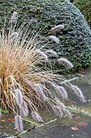 Planting in the Lower Rill Garden at Wollerton Old Hall Garden, Shropshire -  Clipped yew balls 'Taxus baccata' together with the grass Pennisetum 'Black Beauty'