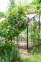 Greenhouse with metal arbour and Rosa 'Gertrude Jekyll' - Step by step How to make a rose arbour from wire mesh steel rebar. 