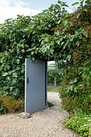 Ficus carica covered wall with a doorway through to the road at Grendon Court, Herefordshire