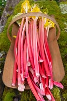 Harvested forced Rhubarb 'Timperley Early'