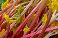 Rheum Ã— hybridum 'Timperley Early' - Rhubarb 'Timperley Early'