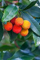 Arbutus unedo rubra - Strawberry Tree - December