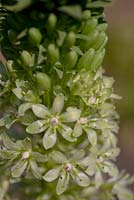 Eucomis pallidiflora subsp. pole-evansii 'Pineapple Lily'