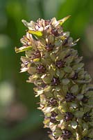 Eucomis montana 'Pineapple lily'