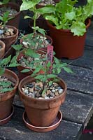 Tomato Tumbling Tom Red - outside on table hardening off, seedling sown in clay pots