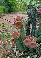 Hoodia gordonii - Bushman's hat growing wild in Namibia.