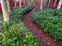 A path through a planting of Betula utilis var. jacquemontii - West Himalayan Birch - underplanted with Skimmia
