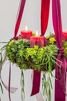 Hanging succulent advent wreath with Sempervivum Bronco, Crassula and Hoya linearia, red pillar candles and red ribbons. 