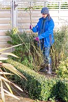 Woman cutting back rose stems by half in winter to avoid wind rock