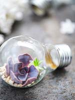 Mini terrarium made from a lightbulb with Echeveria inside