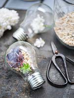 Mini terrarium made from a lightbulb with Echeveria inside