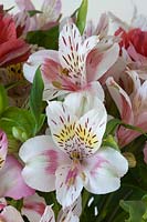 Alstromeria - Peruvian Lily