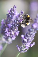 Bumble Bee feeding on Lavendula - English Lavender