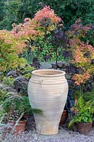 Terracotta urn in front of potted Acer - Maple