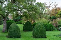 Buxus topiary, Bishop's mitres - Yews Farm, Martock