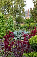 Overview of the vegetable garden with red Amaranthus 
