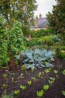 Rows of vegetables in the kitchen garden - Yews Farm, Martock, Somerset