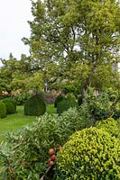 Ancient pear tree, Buxus mitre topiary and Malus 'Kidd's Orange Red' in the cottage garden