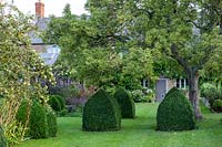 Quince, pear tree and Buxus topiary bishop's mitres in the cottage garden