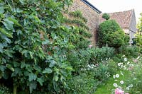 Espalliered fruit trees, pear, fig, growing against warm wall