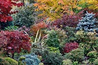 Autumnal colours of mixed acers, conifers, photinias, topiary and azaleas
