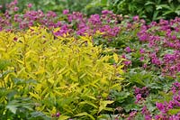Spirea japonica 'Goldflame' and geranium macrorrhizum 