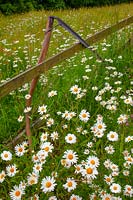 Old farm scythe  and grass meadow with Leucanthemum - Ox-eye daisies  in  Norfolk garden June.