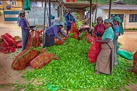 Plantation workers unloading gathered Tea leaves of Camellia sinensis in a Sri Lankan tea plantation