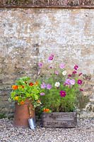 Cosmos growing in wooden crate with Nasturtiums growing in chimney pot alongside
