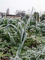 Frosted leeks