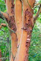 Arbutus menziesii peeling bark