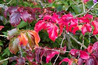 Parrotia with autumn colour 