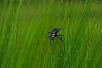Calosoma inquisitor - Beetle 