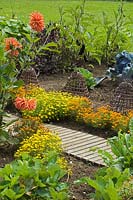 Potager garden with Dahlia and Tagetes. 