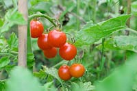 Lycopersicon esculentum 'Sweet 100' - Cherry Tomato