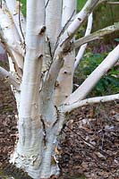 Betula utilis var. jacquemontii - West Himalayan birch