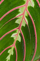 Maranta leuconeura var. erythroneura - Herringbone plant