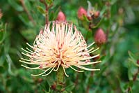 Leucospermum tottum - Firewheel Pincushion Protea, Cape Town, South Africa