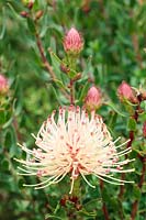 Leucospermum tottum - Firewheel Pincushion Protea 