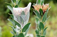 Protea repens - True Sugarbush Protea seeds being protected by fleecing, Cape Town, South Africa. 