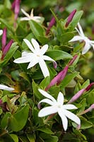 Jasminum multipartitum - Starry wild jasmine 