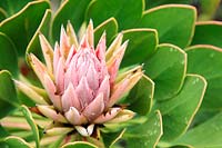 Protea cynaroides - Mini King Protea, Cape Town, South Africa.
