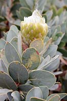 Protea nitida - Wagon Tree Protea 