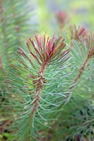 Euphorbia cyparissias - Cypress spurge