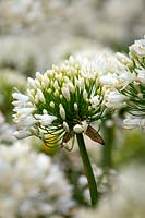 Agapanthus africanus 'Getty White' - African lily 'Getty White' 