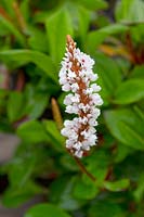 Persicaria affinis - Dargeeling