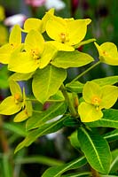 Euphorbia  - 'wallichii'